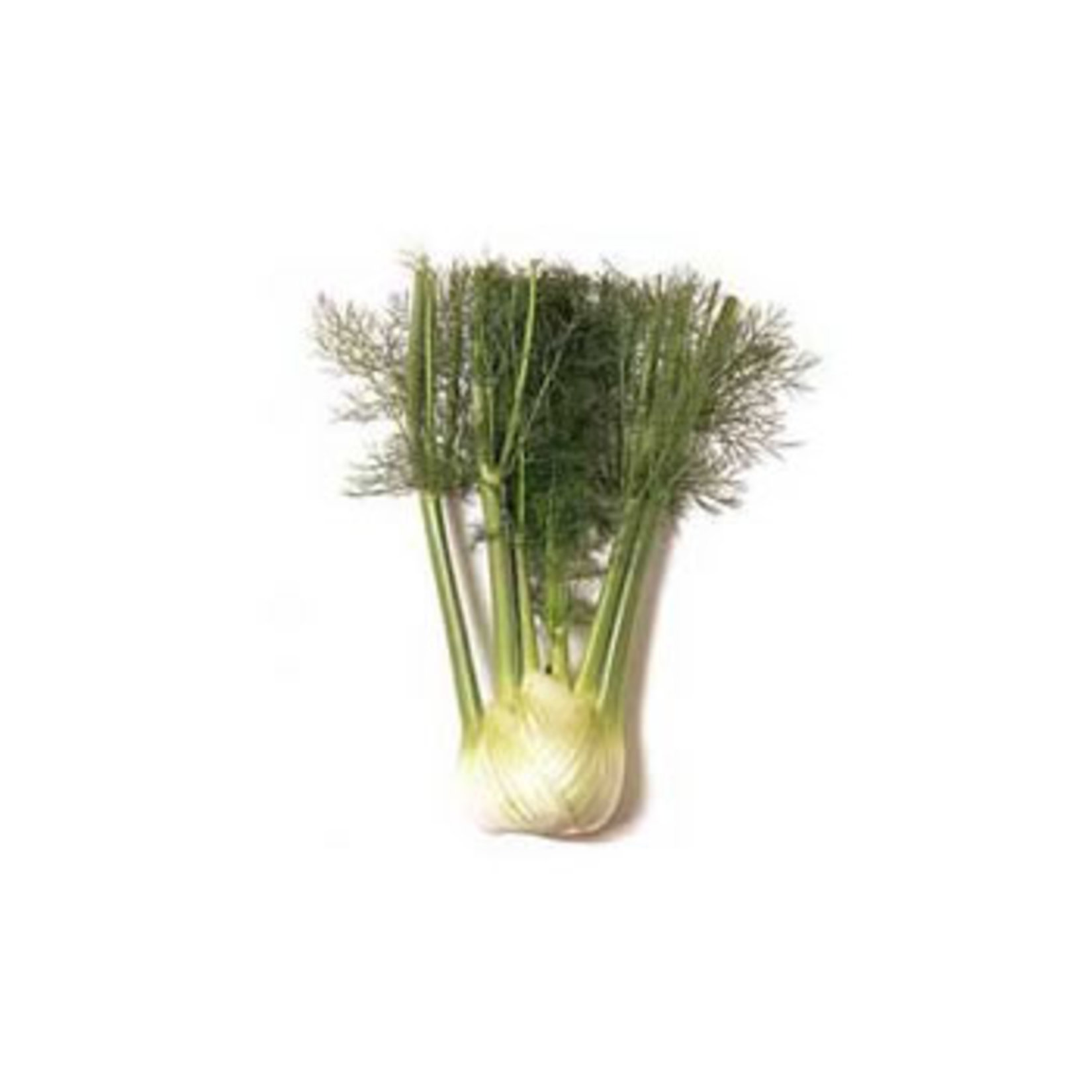 Erüst Fencel Adet
