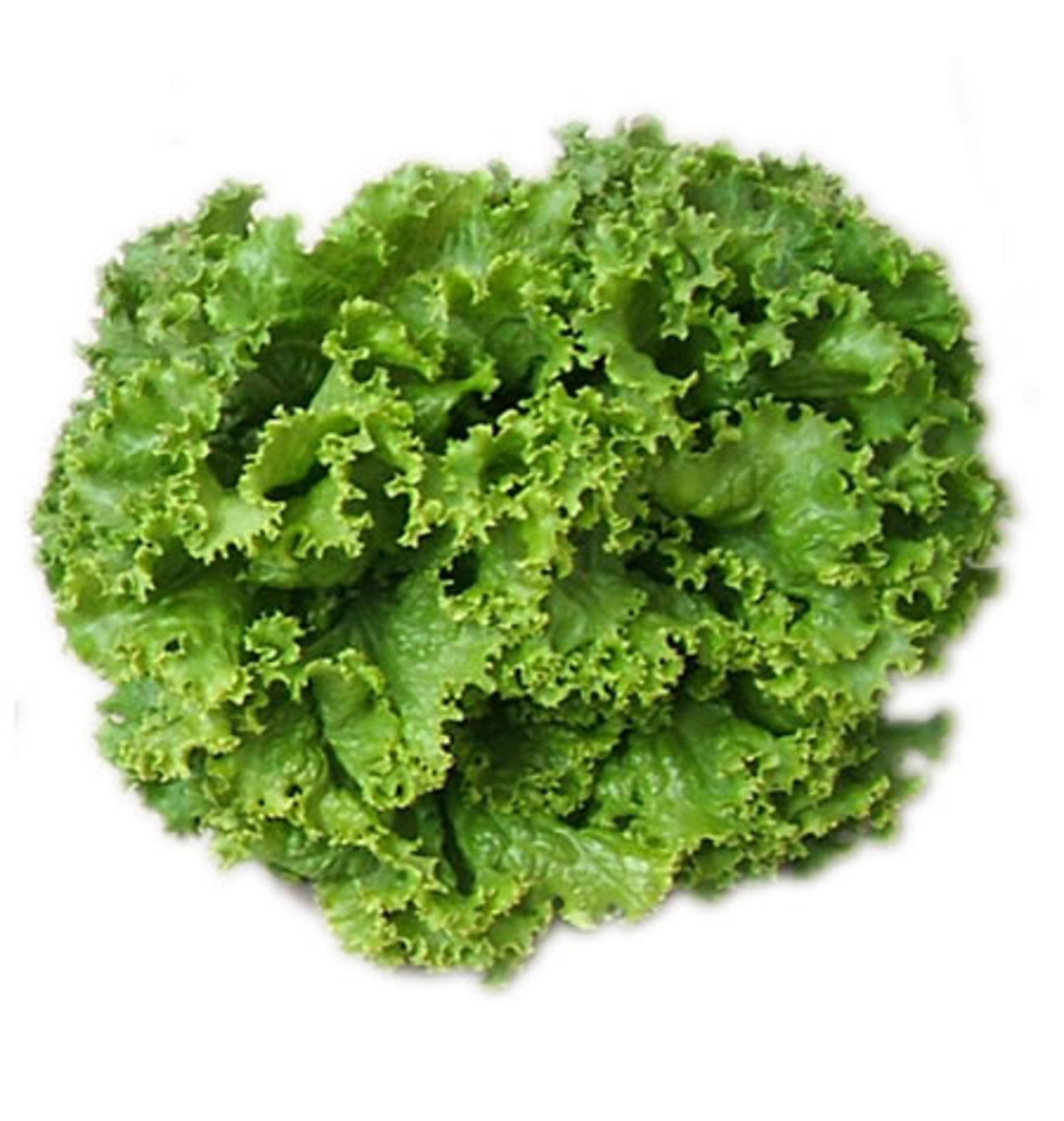 Salata Kıvırcık Adet